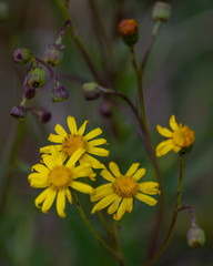 Tiny Yellow Flowers in the grass