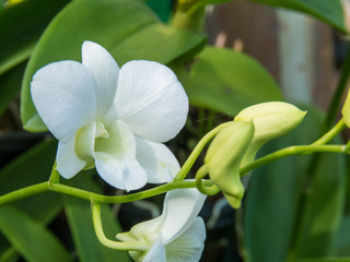Fototapeta na wymiar Beautiful white orchid on leaf background,