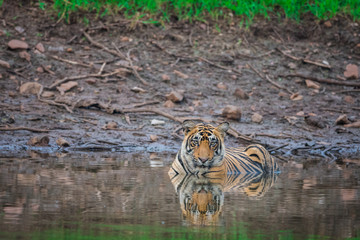  male tiger cub resting after rain in water at Ranthambore National Park