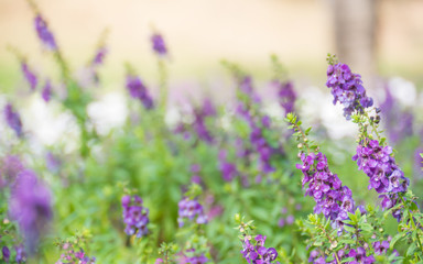 Naklejka premium purple flower background,