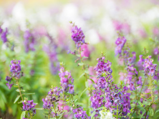 Fototapeta na wymiar purple flower background,