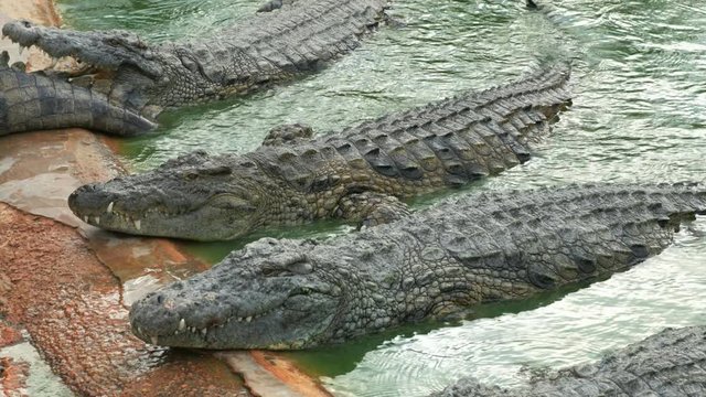 group of crocodiles resting on the shore