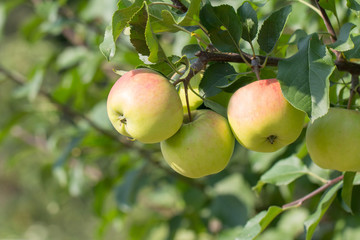 apple tree with apples