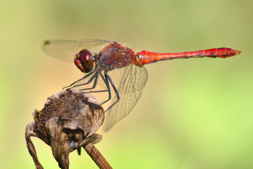 Blutrote Heidelibelle
