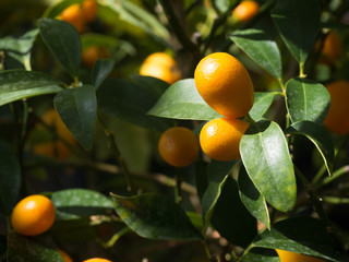 Kumquat fruits orange