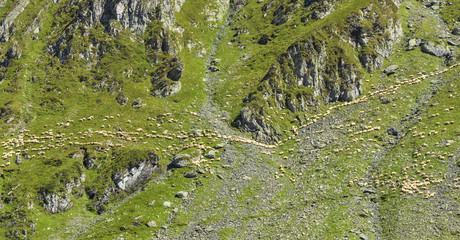 Sheep grazing near the Balea lake, Carpathians, Romania