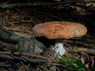Fly agaric