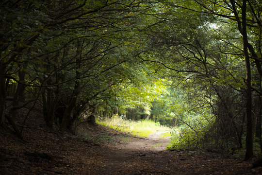 Fototapeta magic tunnel in forest