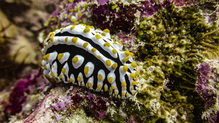 close up of swollen phyllidia nudibranch in the maldives.