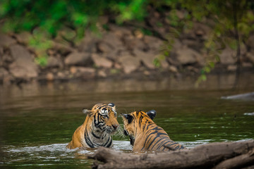 Plakat Two male tiger cubs playing after rain in water at Ranthambore National Park