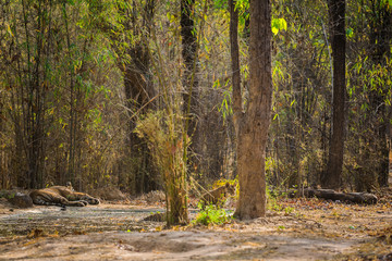 Father and cub. A male tiger was sleeping near waterhole in hot summer and the curious cub was observing surroundings at Bandhavgadh National Park