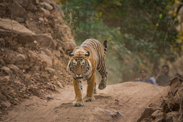 A dominant male tiger of tourism zone on an evening walk at Ranthambore National Park