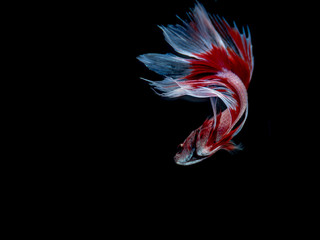 Obraz na płótnie Canvas Blurred Beautiful fish on black background,