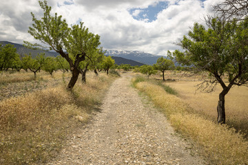 a rural path next to La Calahorra and Sierra Nevada, province of Granada, Andalusia, Spain