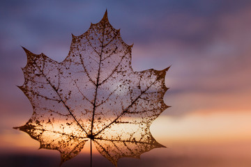 Autumn transparent skeleton leaf color background