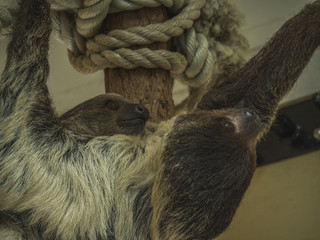 Fototapeta premium Sloth