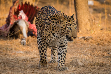 Fototapeta na wymiar A male Leopard on Nilgai kill at jhalana forest reserve, Jaipur