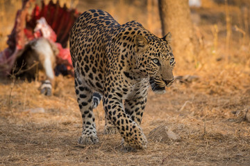 Naklejka na ściany i meble A male Leopard on Nilgai kill at jhalana forest reserve, Jaipur