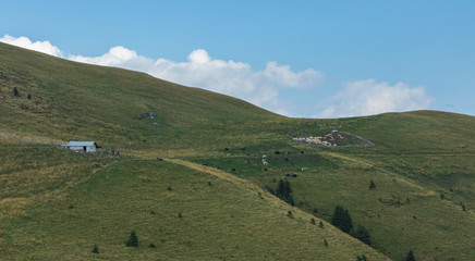 Fototapeta na wymiar grazing cows and sheep in the mountains around Transalpina in Romania