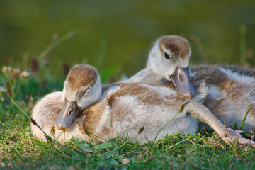 Flauschige Entenküken