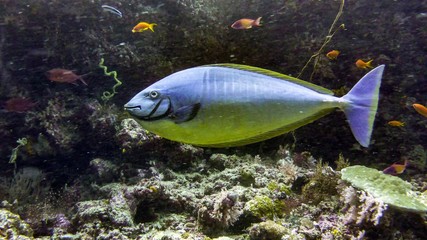 sleek unicornfish (naso hexacanthus), Maldives.