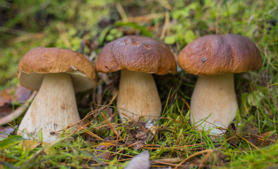 Beautiful boletus edulis mushroom growing in the natural forest.