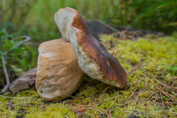 Beautiful boletus edulis mushroom standing on a stump in the forest.