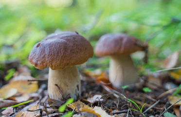 Beautiful boletus edulis mushroom growing in the natural forest.