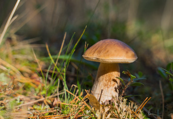 Beautiful boletus edulis mushroom growing in the natural forest.