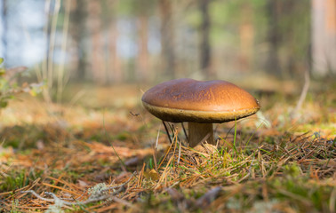 Beautiful boletus edulis mushroom growing in the natural forest.