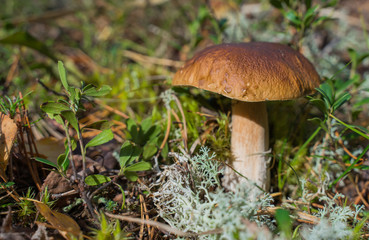 Beautiful boletus edulis mushroom growing in the natural forest.