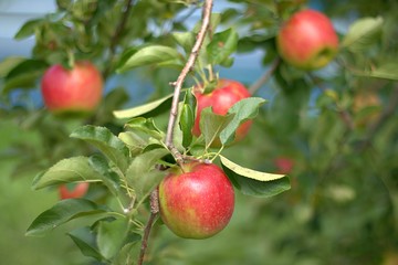 Ripe apples growing on the tree. 