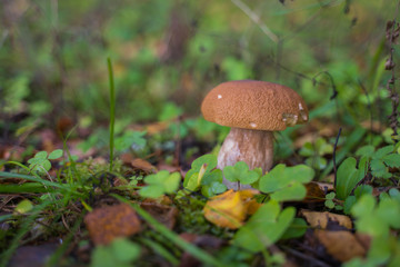 Beautiful boletus edulis mushroom growing in the natural forest.