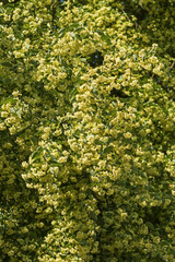 blooming branches of small-leaved linden in a sunshine. branch with flowers Tilia cordata with a lovely bokeh, selective focus