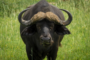 Naklejka premium portrait of buffalo in nature