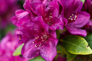 Rhododendron (azalea ) flowers of various colors in the spring garden