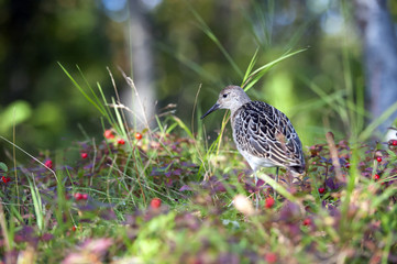 portrait of a male ruff (Calidris pugnax),Tromso,Norway