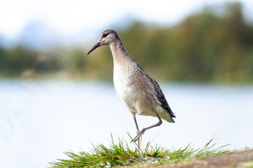 portrait of a male ruff (Calidris pugnax),Tromso,Norway