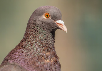 Portrait of a beautiful  pigeon on a sunny spring day. The head of a dove close-up.