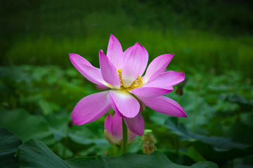 Fototapeta premium Close-up shot of lotus or water lily flower in pond