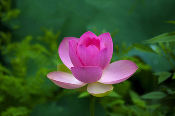 Close-up shot of lotus or water lily  flower in pond