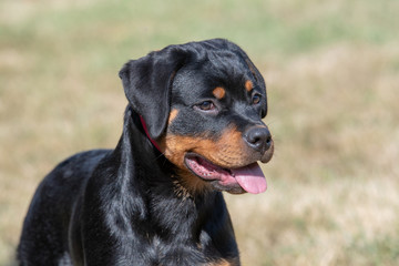 Head shot of Rottweiler . Selective focus on the dog