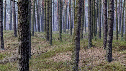 Naklejka premium autumn colors of the forest