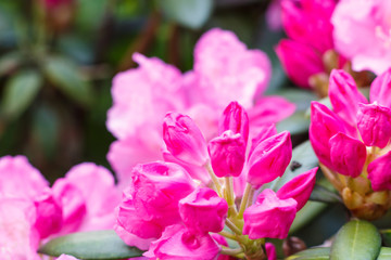 Obraz na płótnie Canvas Rhododendron (azalea ) flowers of various colors in the spring garden