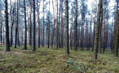 Fototapeta premium autumn colors of the forest