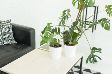 Interior, furniture concept - a white table with plants in pots is standing in a room near the black leather sofa