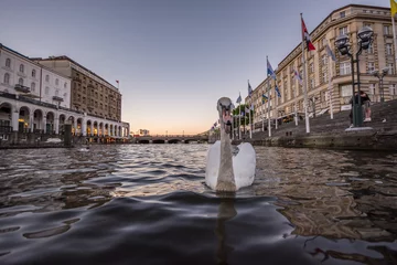 Wall murals Swan Reflections on Water. Sunset in Hamburg, Germany. Beautiful white swan trying to bite the camera. Close up.