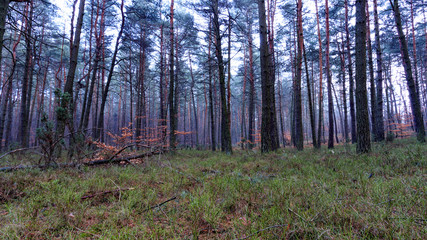 Obraz premium autumn colors of the forest