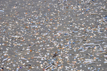 Muszle i muszelki na plaży w pełnym słońcu. © W Korczewski