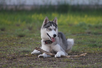 Siberian husky playing with a stick